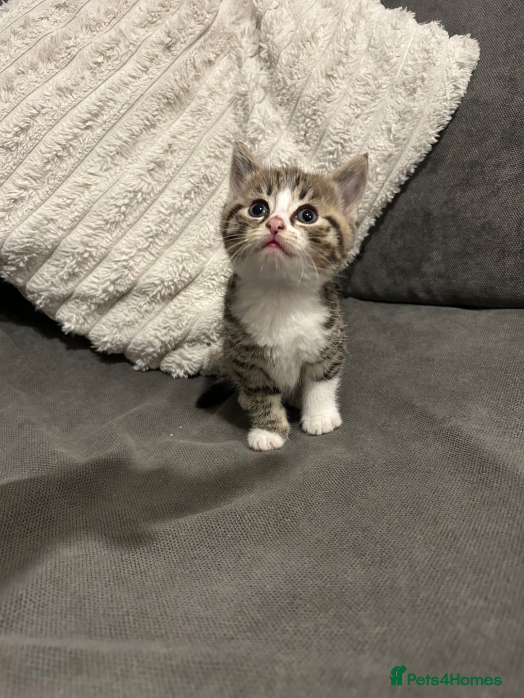 Mixed Breed cats for sale: 4 gorgeous kittens ready for amazing homes  - Advert 9