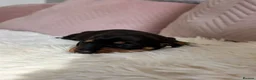 Dachshund dogs for sale: Dachunds puppies in Droitwich - Advert 12