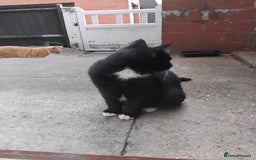 British Shorthair cats for sale: 2 tabby kittens for sale - Advert 2