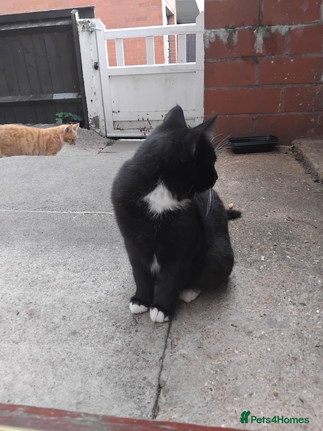 British Shorthair cats for sale: 2 tabby kittens for sale - Advert 2