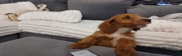 Cockapoo dogs for sale: Red and apricot cockedpoo puppys - Advert 3