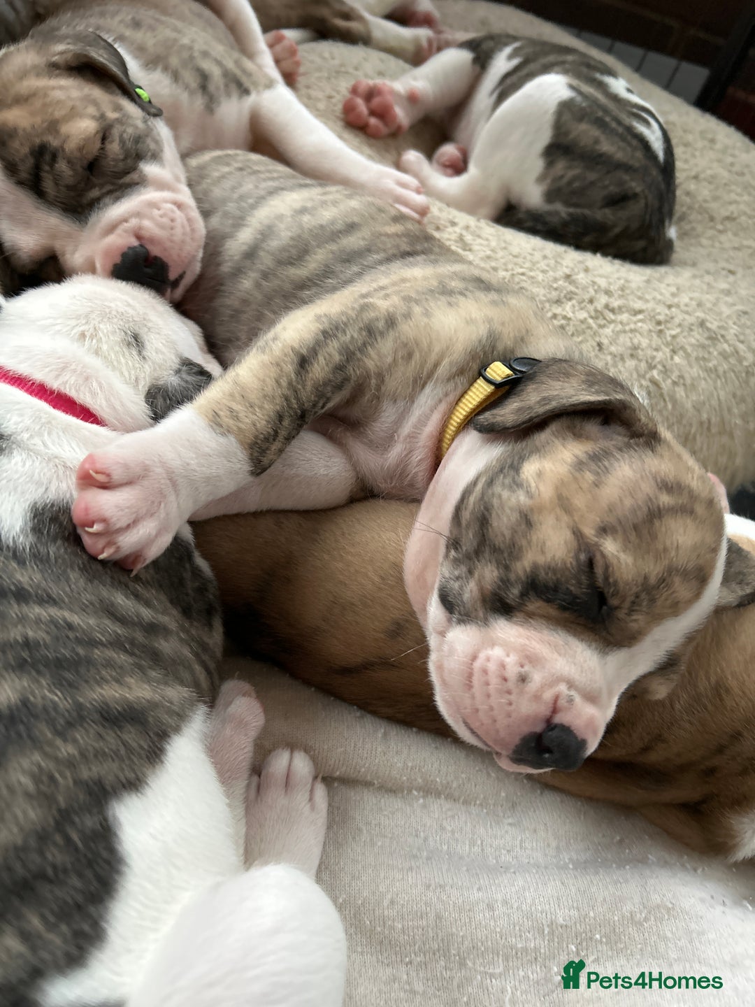 Mixed Breed dogs for sale: American Bulldog Puppies – Child & Cat Friendly - Advert 3