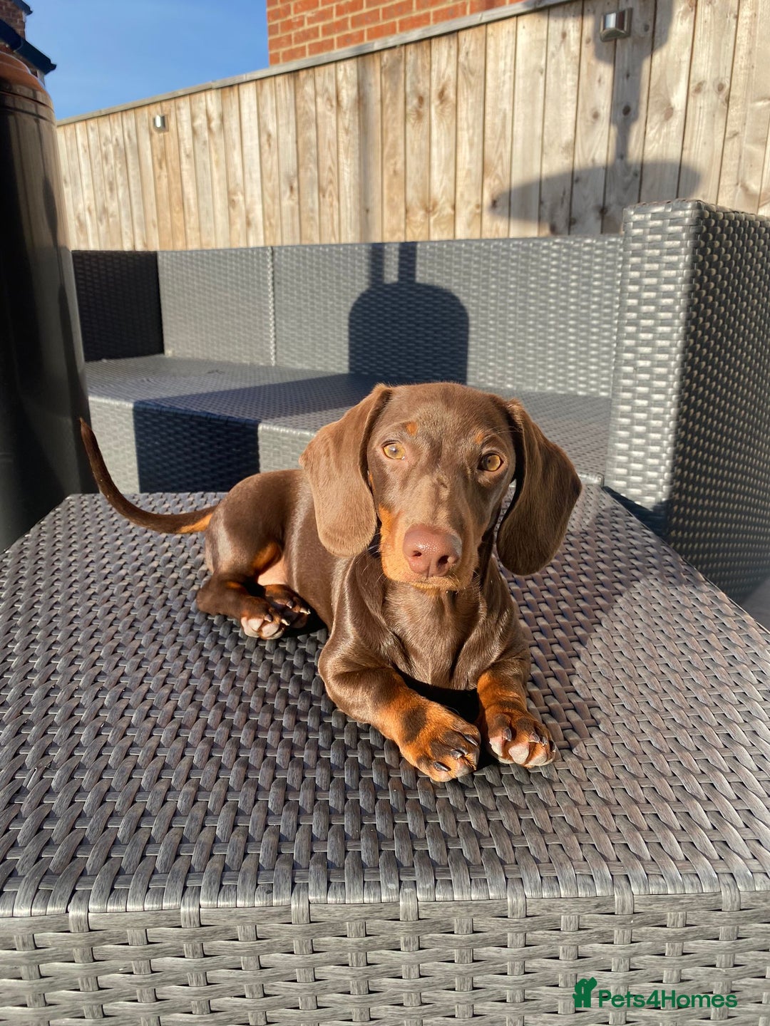 Miniature Dachshund dogs for stud: Proven Stud Chocolate & Tan Miniature Dachshund in Durham - Advert 5