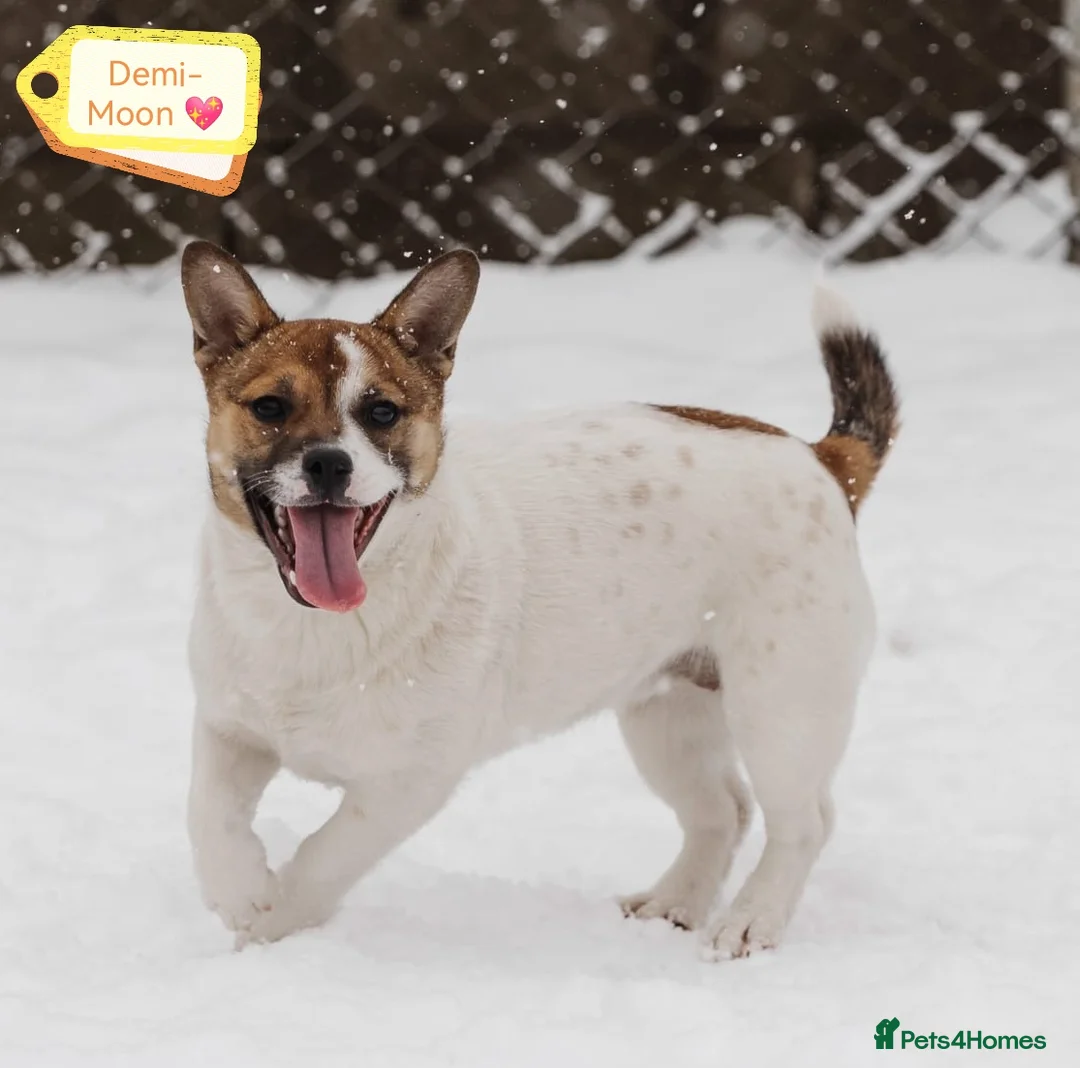 Mixed Breed dogs for adoption: 💖🐶 DEMI-MOON 🐶💖 - Advert 1