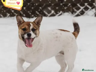 Mixed Breed dogs 💖🐶 DEMI-MOON 🐶💖 - Advert 1