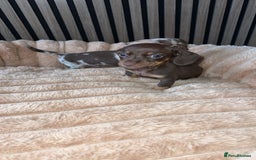 Miniature Dachshund dogs for sale: Miniature Dachshund Puppies - Image 23