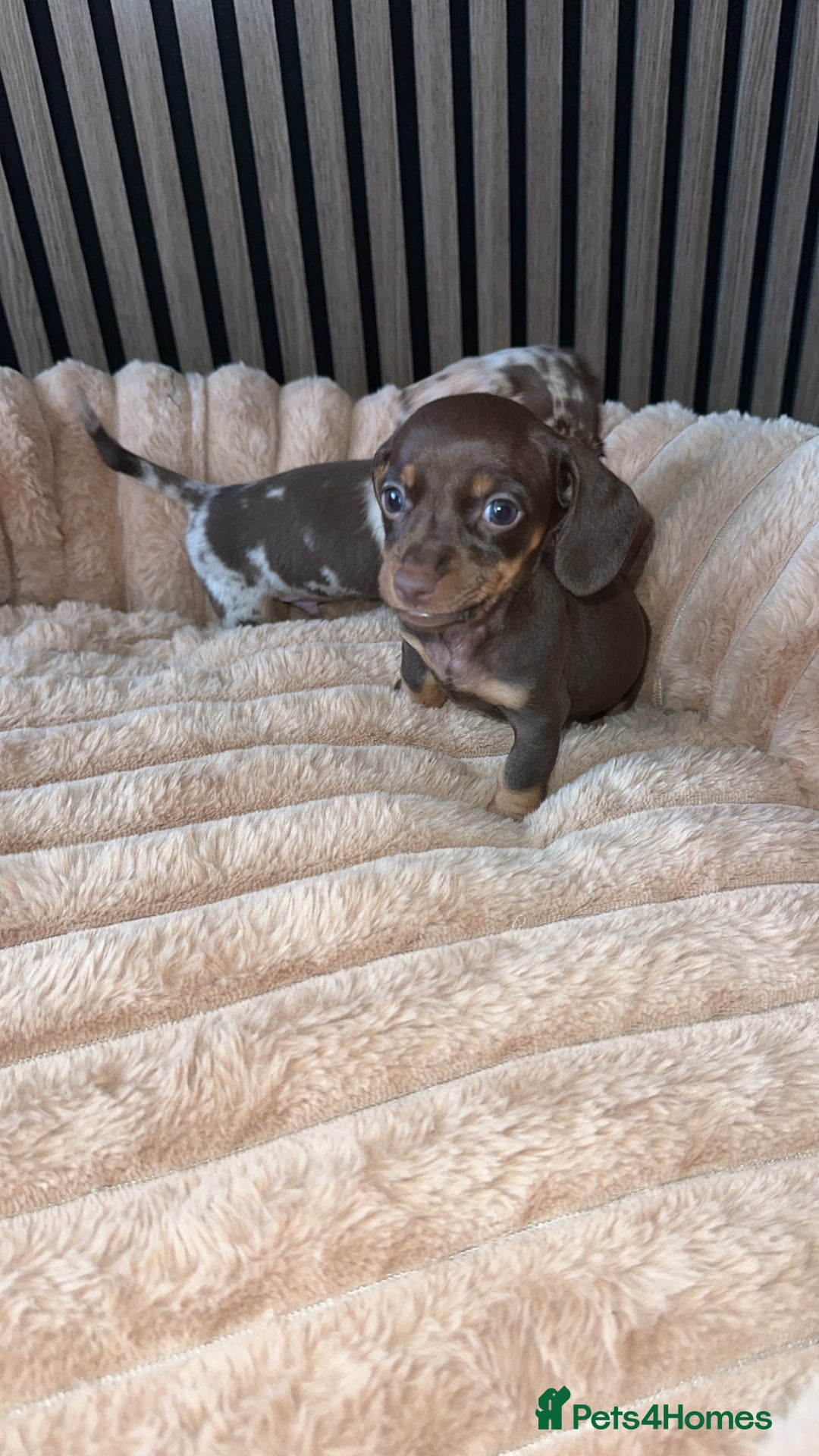 Miniature Dachshund dogs for sale: Miniature Dachshund Puppies - Image 23