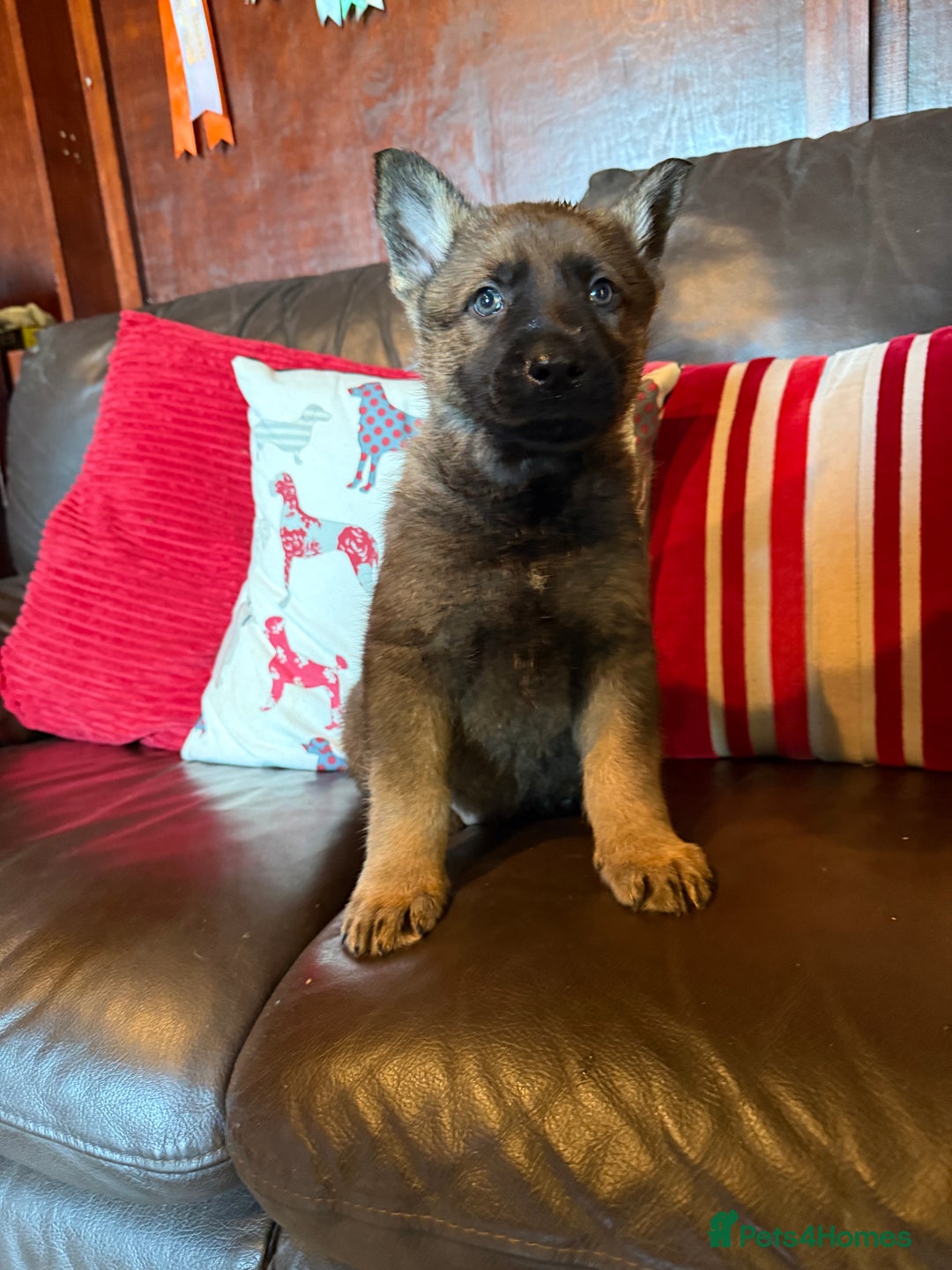 German Shepherd dogs for sale: Beautiful kc reg working line German shepherds  - Advert 3