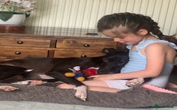 Mixed Breed dogs for sale: Greyhound Toby  - Image 3