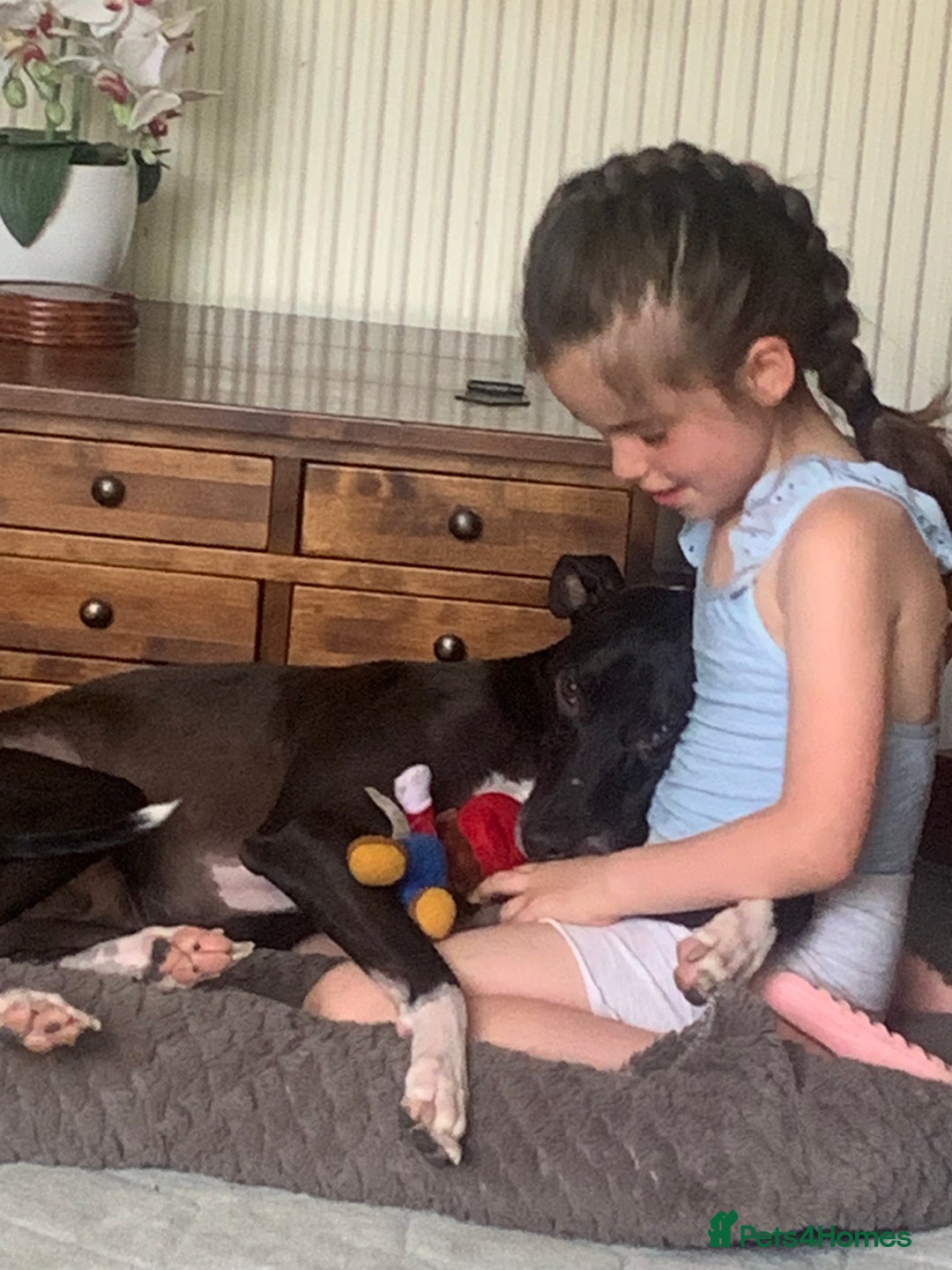 Mixed Breed dogs for sale: Greyhound Toby  - Image 3