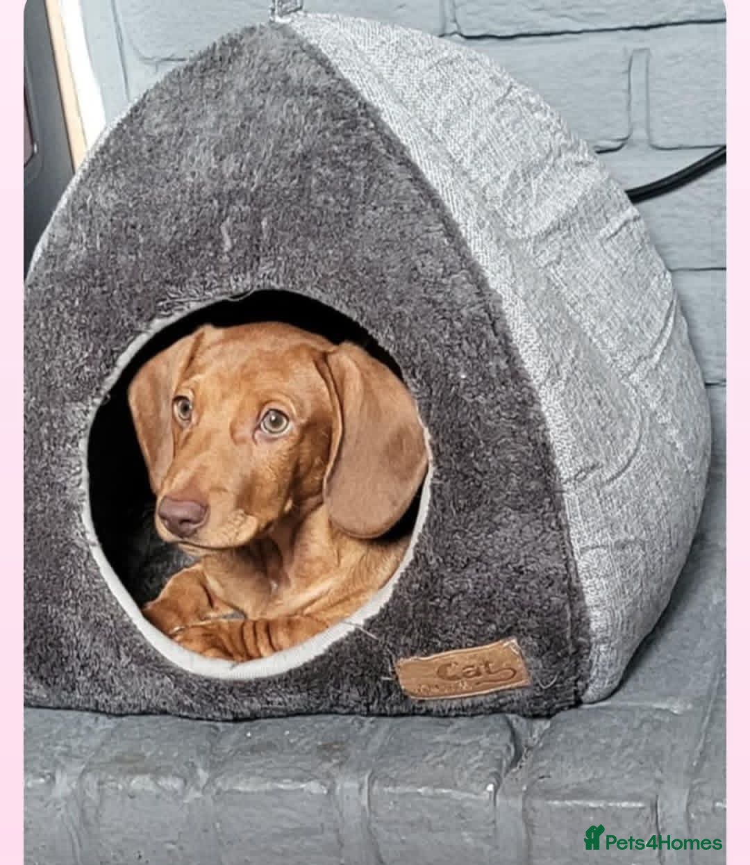 Dachshund dogs for sale: Beautiful green eyed boy - Advert 1