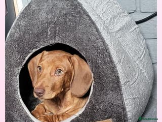 Dachshund dogs Beautiful green eyed boy - Advert 1