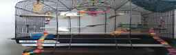 Canaries birds for sale: Beautiful baby canary and cage in Newcastle upon Tyne - Advert 5