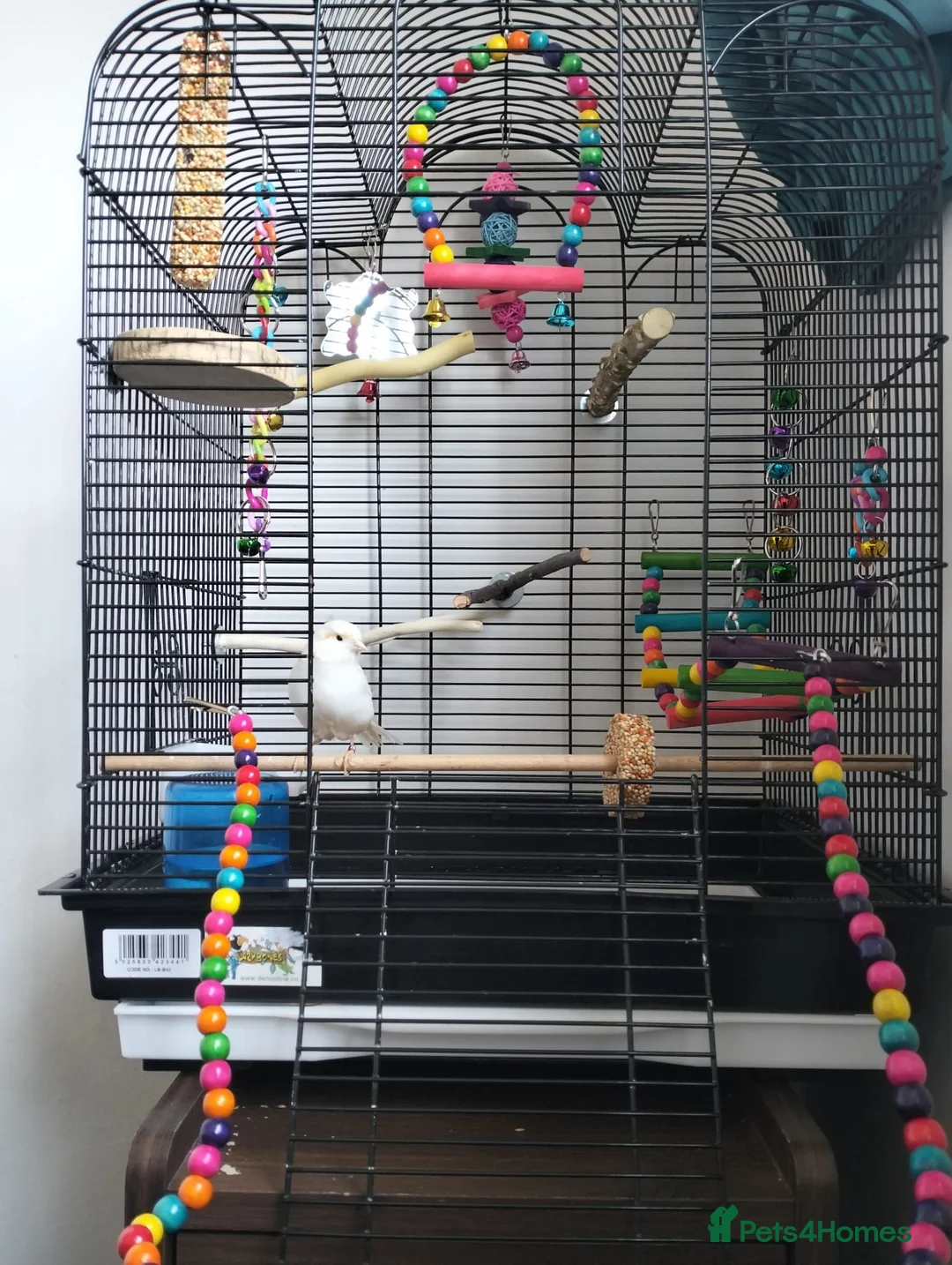 Canaries birds for sale: Beautiful baby canary and cage in Newcastle upon Tyne - Advert 5