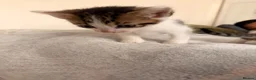 Mixed Breed cats for sale: 5 Kittens looking for their new home in London - Advert 2