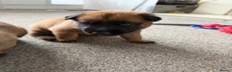 Belgian Shepherd Dog dogs for sale: Belgian Malinois Puppies  - Advert 20