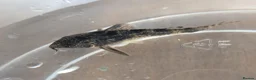 Corys fish for sale: Cory Fish - Advert 6