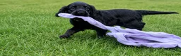 Cockapoo dogs for sale: Cockapoo puppies thoroughly health tested - Advert 1