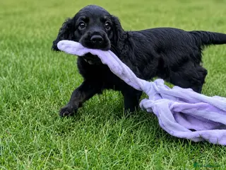 Cockapoo dogs Cockapoo puppies thoroughly health tested - Advert 4