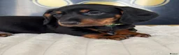 Dachshund dogs for sale: Kc standard dachshund puppy - Advert 12