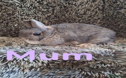 Netherland Dwarf rabbits for sale: Pure Netherland Dwarf Baby Bunnies - Image 21