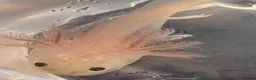 Axolotl reptiles for sale: Beautiful clutch of baby hypo Axolotls  - Advert 12