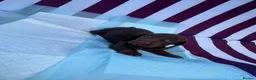 Miniature Dachshund dogs for sale: Miniature Dachshund Puppies - Advert 10