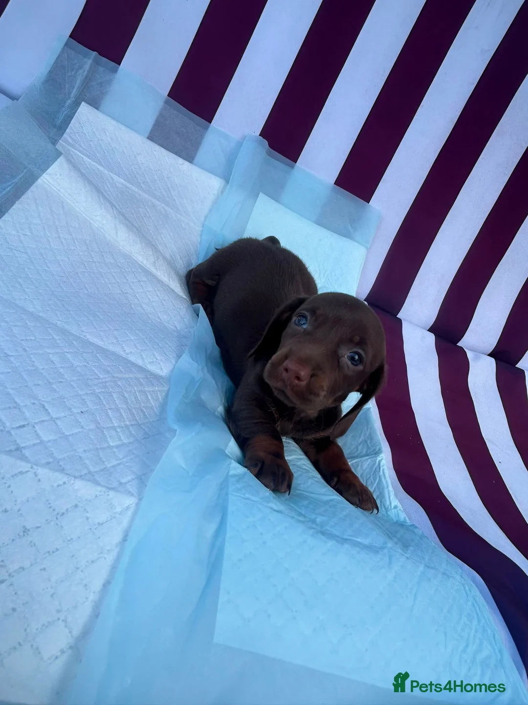 Miniature Dachshund dogs for sale: Miniature Dachshund Puppies - Advert 10