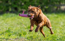 Labrador Retriever dogs for sale: WAITLIST CHAMPION KC BLACK & REDS - 5 STAR LICENSE - Image 13