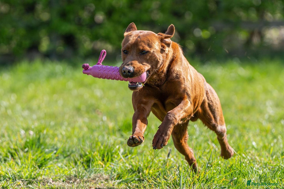 Labrador Retriever dogs for sale: WAITLIST CHAMPION KC BLACK & REDS - 5 STAR LICENSE - Image 13