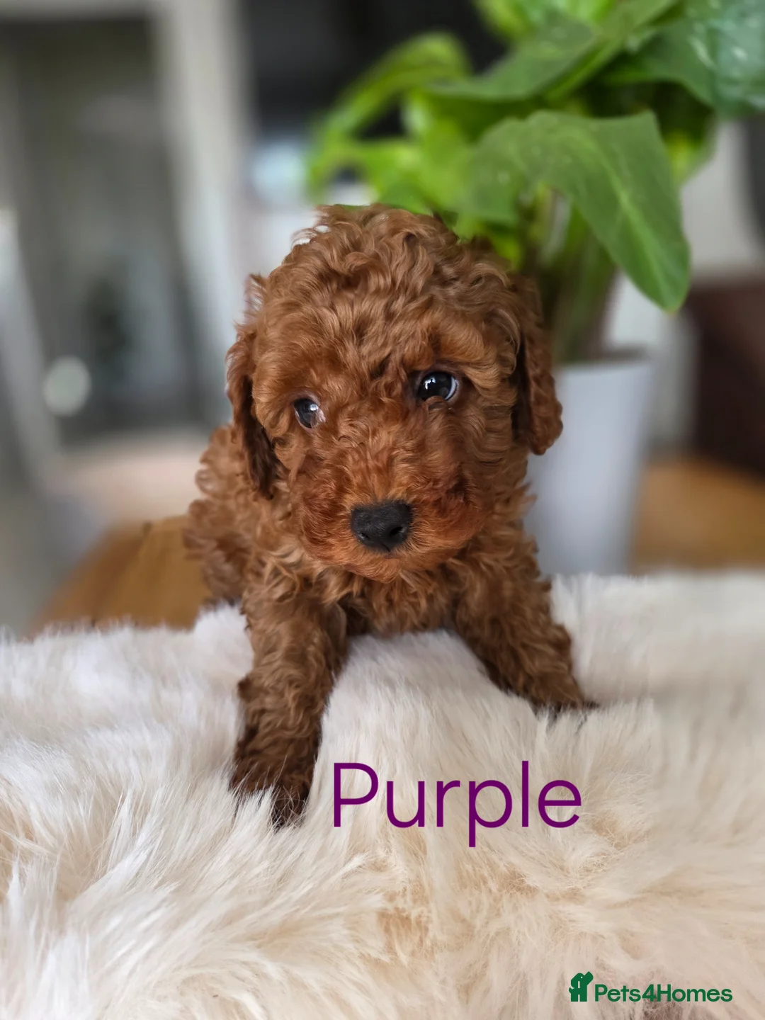 Toy Poodle dogs for sale: TOY POODLES 3x BOYS 2x GIRLS  in London - Advert 2