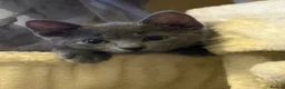 Russian Blue cats for sale: Blue Russian Kittens - Advert 19