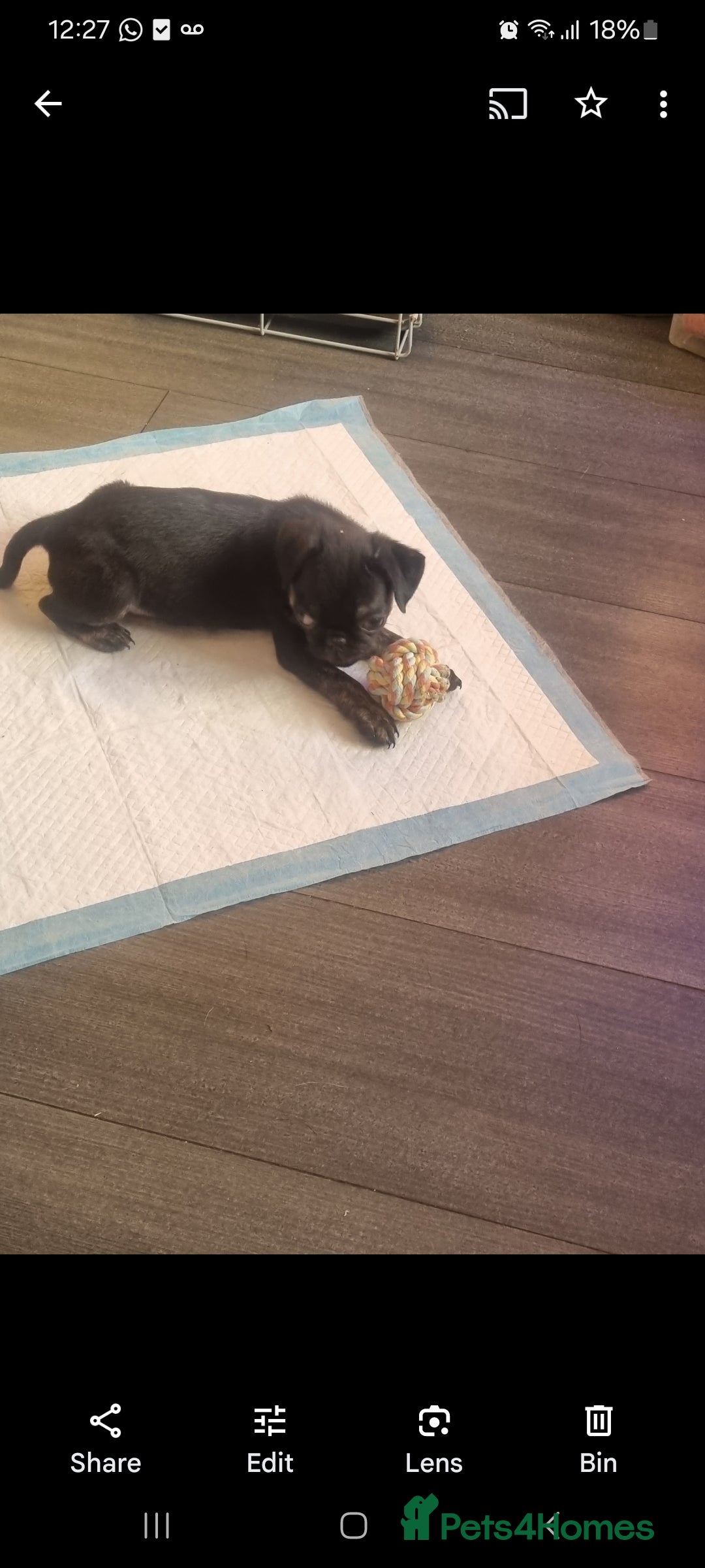 Pug dogs for sale: pug puppy - Image 6