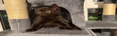 British Shorthair 1