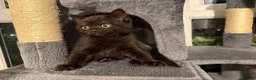 British Shorthair cats for sale: Gorgeous British short haired tabby’s & calicos  - Advert 4
