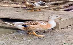 Ducks poultry for sale: Miniature Silver Appleyard Drakes - Image 5