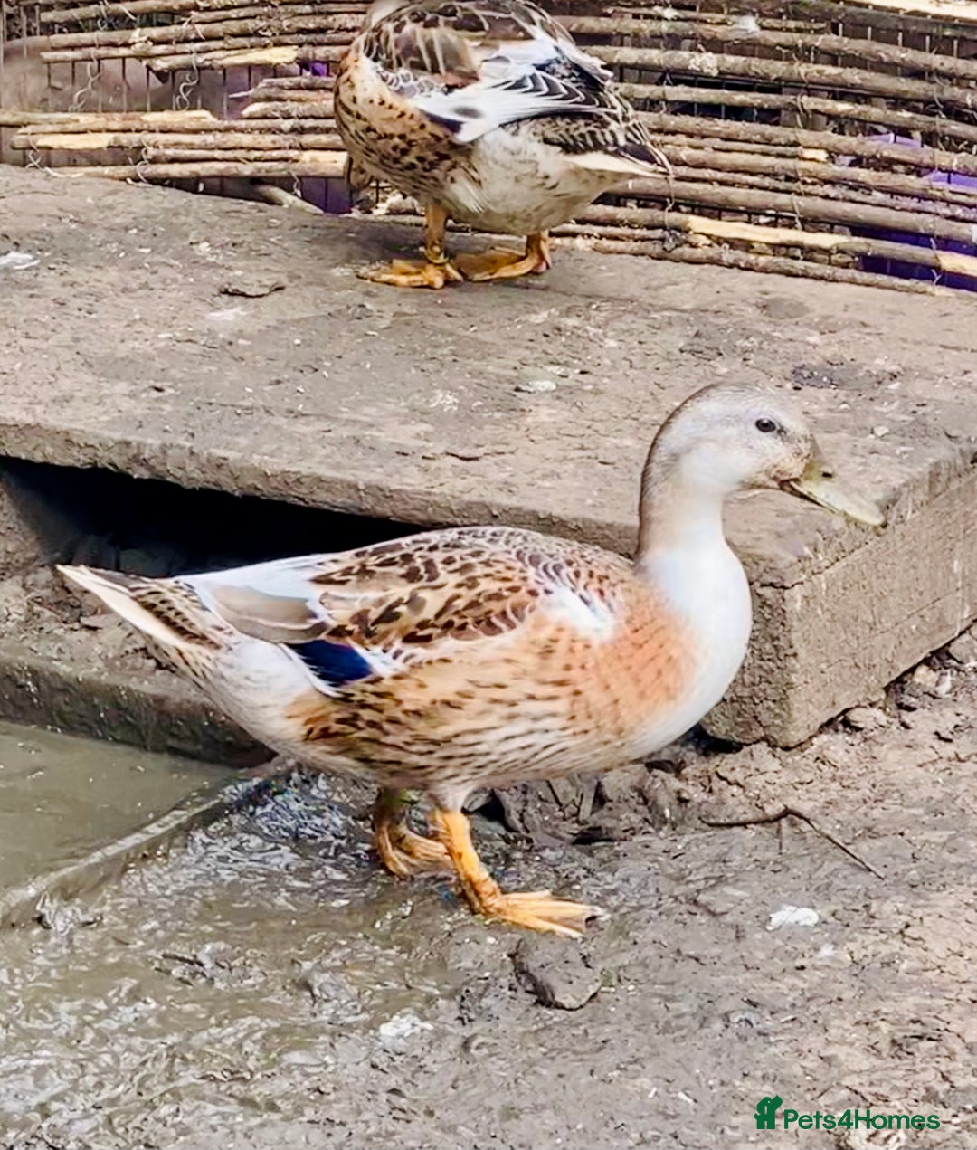 Ducks poultry for sale: Miniature Silver Appleyard Drakes - Image 5