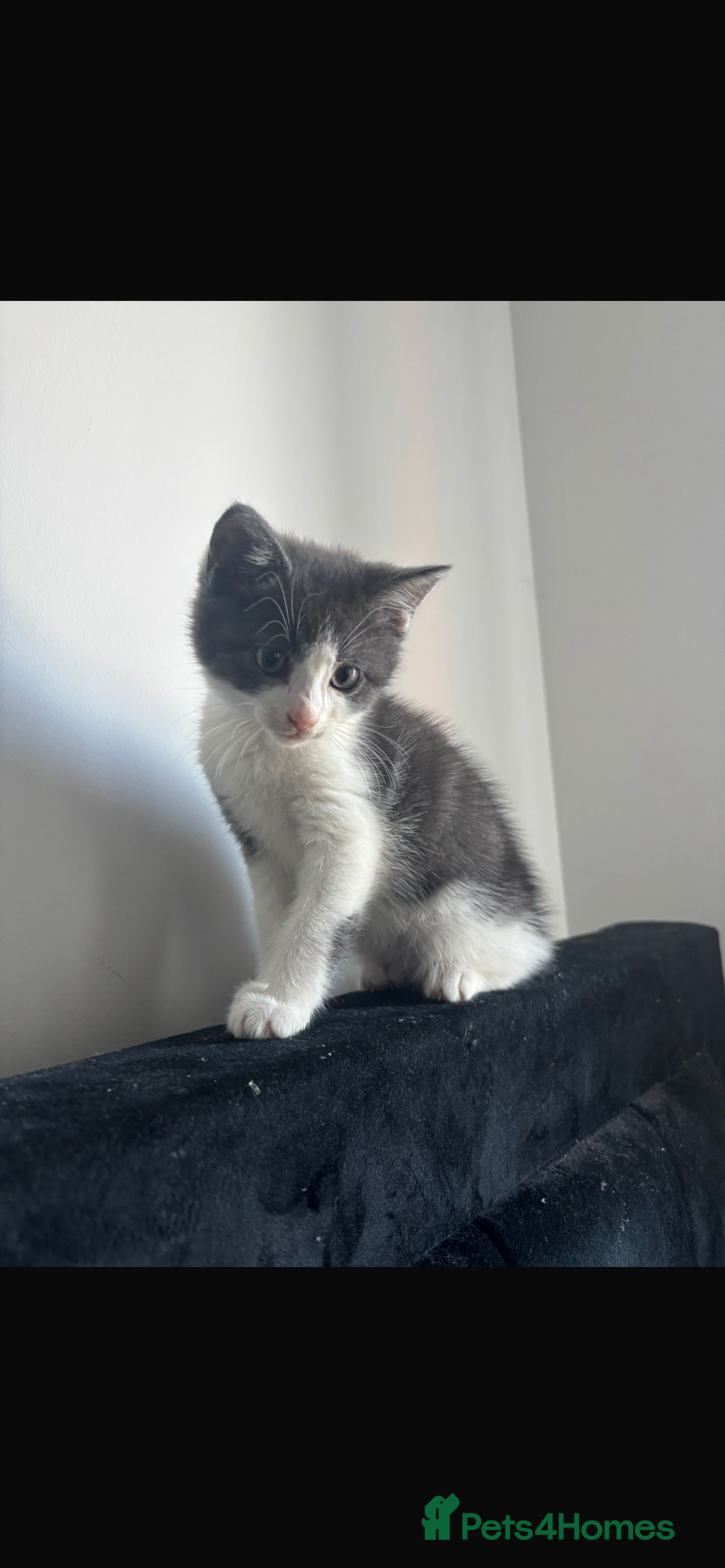 Mixed Breed cats for sale: Mixed breed kitten  - Image 2