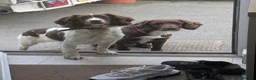 Sprocker dogs for sale: Gorgeous sprockers in Rossendale - Advert 9