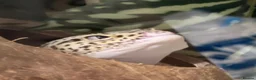 Gecko reptiles for sale: Leopard gecko in Brighton - Advert 7