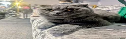 British Shorthair cats for sale: 🩷Last Scottish straight girl left🩷  - Advert 5