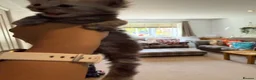 Maine Coon cats for sale: Adorable Pedigree Full Maine Coon Kittens - Advert 14