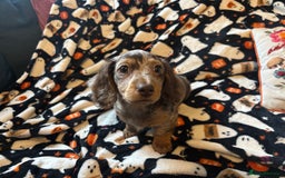 Miniature Dachshund dogs for sale: Adorable Longhaired Miniature Dachshund Puppies - Image 3