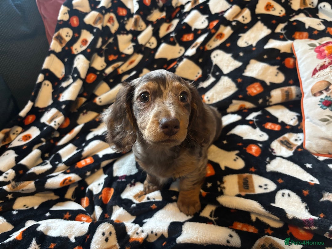 Miniature Dachshund dogs for sale: Adorable Longhaired Miniature Dachshund Puppies - Image 3