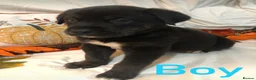 Mixed Breed dogs for sale: Rottweilerx puppy’s - Advert 4