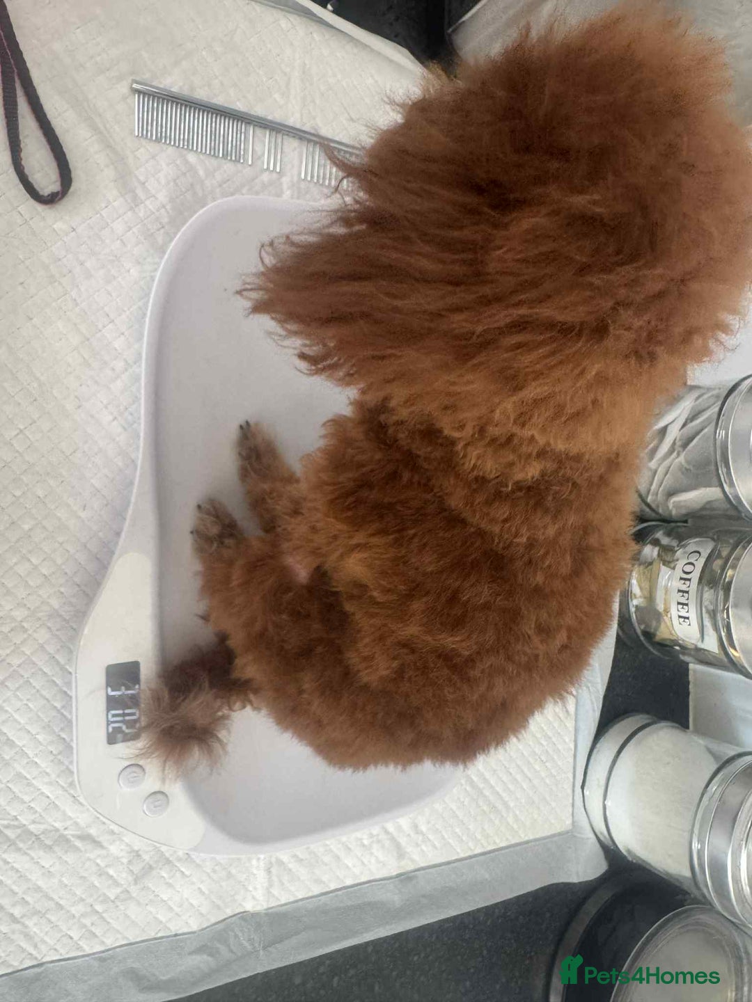 Toy Poodle dogs for sale: Asian toy poodle  - Image 3