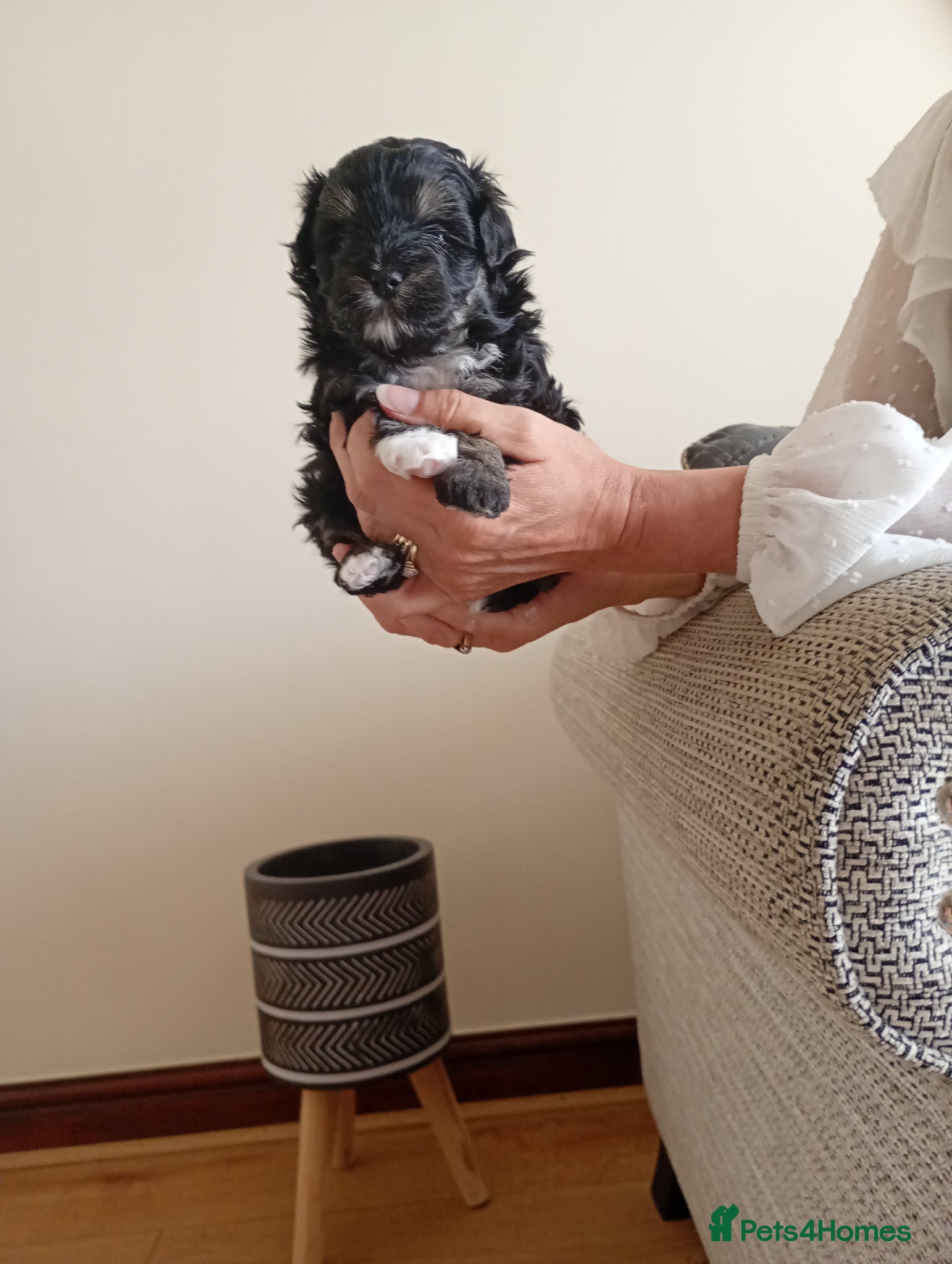 Maltipoo dogs for sale: Truly Outstanding Maltipoo Puppies in Hartlepool - Advert 2
