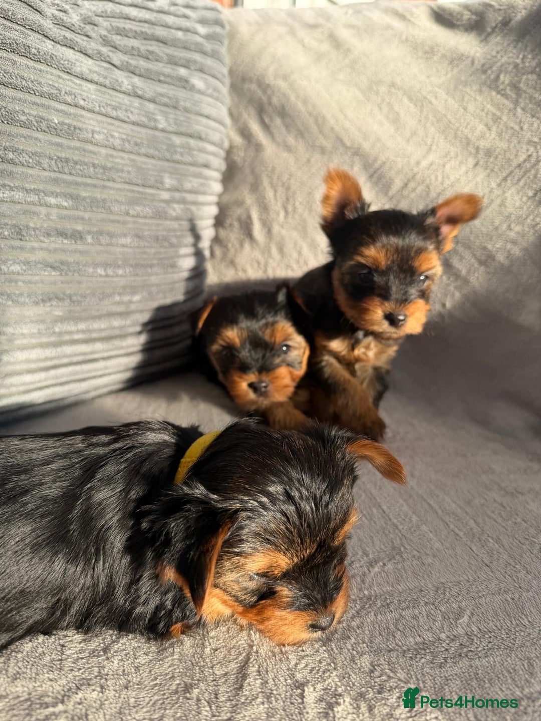 Yorkshire Terrier dogs for sale: Yorkshire Terrier puppies looking for new homes  - Advert 9