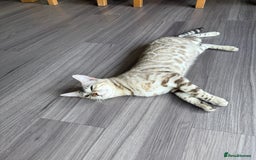 Bengal cats for sale: TICA Reg. Snow Mink Bengal Kitten - 11 Months - Image 10