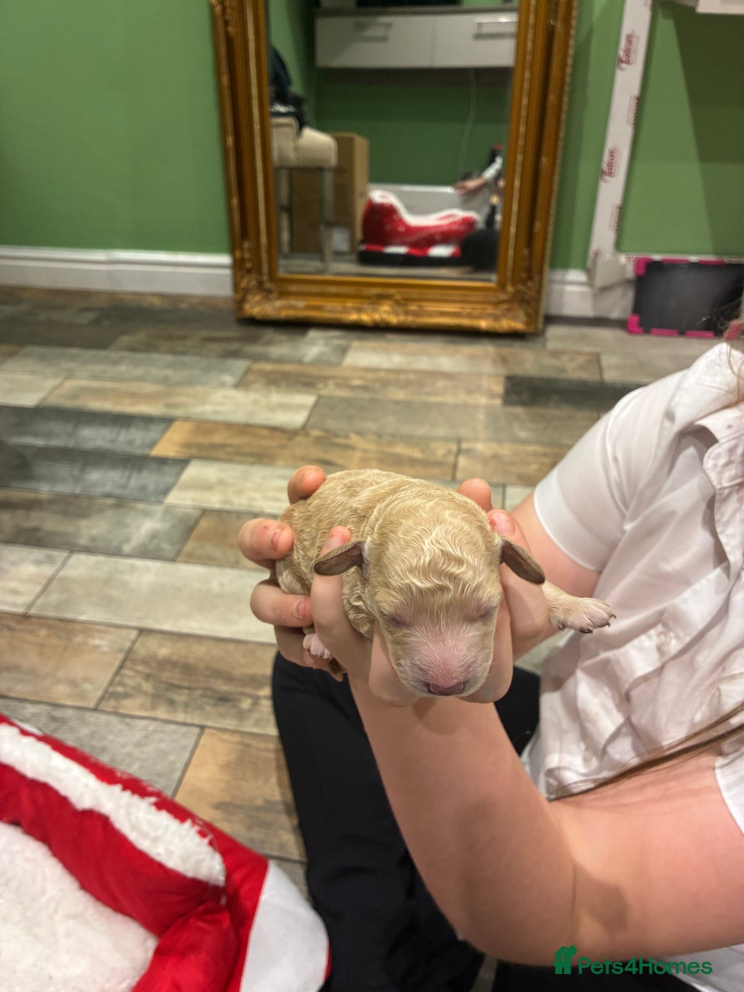 Miniature Poodle dogs for sale: beautiful miniature poodles  - Advert 14